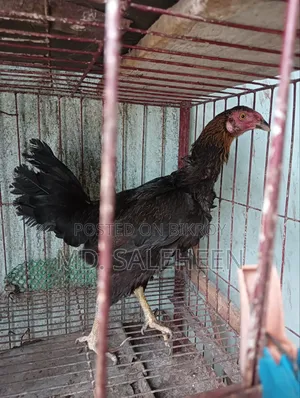 আসল মুরগি