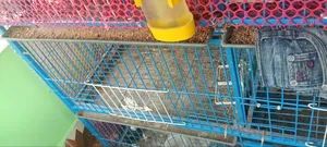 এই খাঁচাটি জরুরী বিক্রয় হইবে