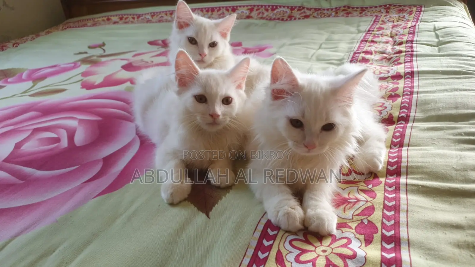 1-3 Months Male Purebred Persian