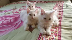 1-3 Months Male Purebred Persian
