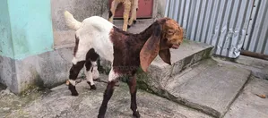 Totapuri + Beetal Cross Goat for Sale