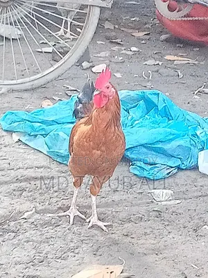 বাসায় পালিত দেশীয় মুরগি