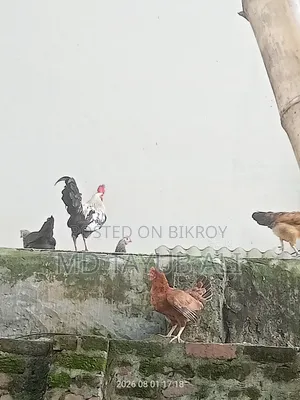 বাসায় পালিত দেশীয় মুরগি
