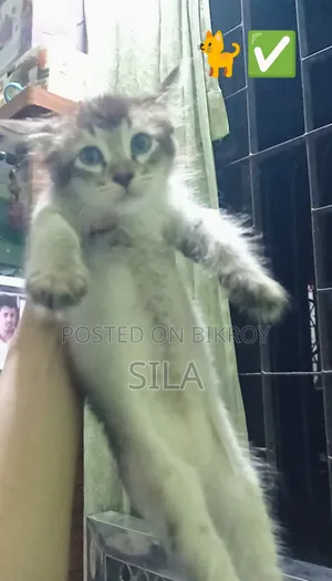 0-1 Month Female Mixed Breed Bengal