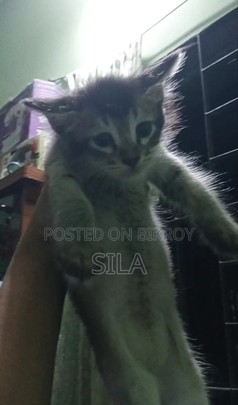 0-1 Month Female Mixed Breed Bengal