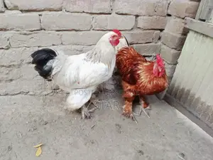 ব্রহামা মোরগ ২.৫ কেজি,