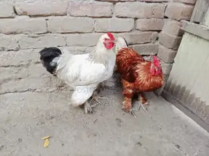 ব্রহামা মোরগ ২.৫ কেজি,