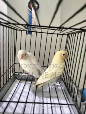 লাভবার্ড জোড়া