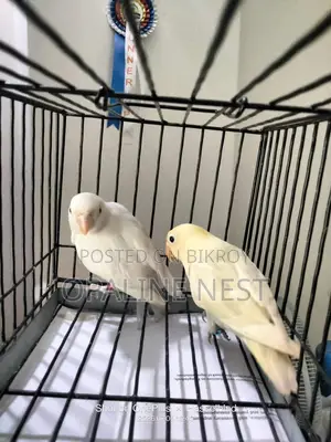 লাভবার্ড জোড়া