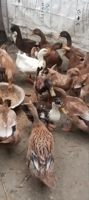 হাসা বিক্রি করা হবে