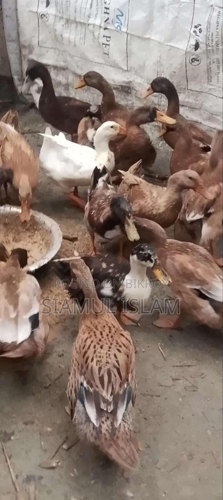 হাসা বিক্রি করা হবে