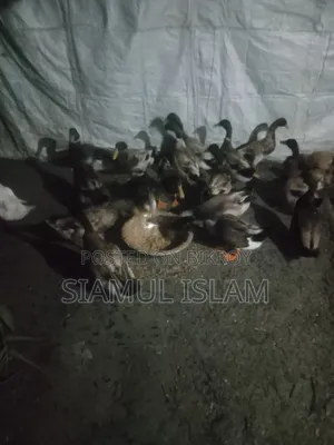হাসা বিক্রি করা হবে