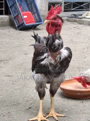 পাহাড়ি মোরগ ও মুরগী