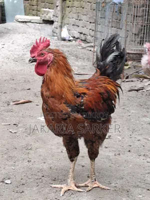 পাহাড়ি মোরগ ও মুরগী