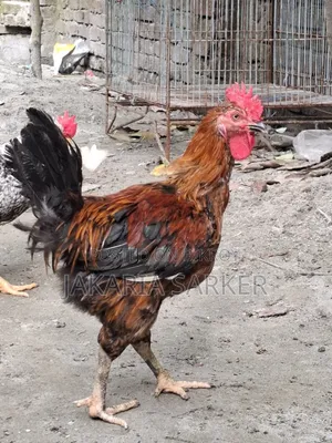 পাহাড়ি মোরগ ও মুরগী
