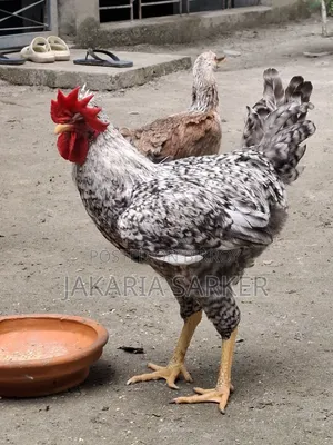 পাহাড়ি মোরগ ও মুরগী