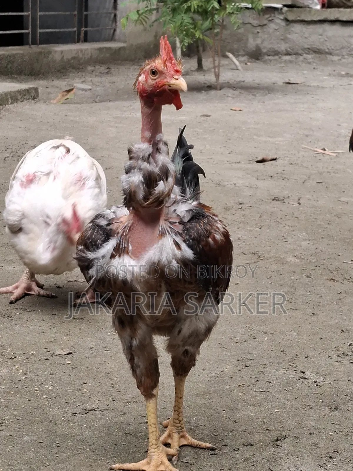 পাহাড়ি মোরগ ও মুরগী