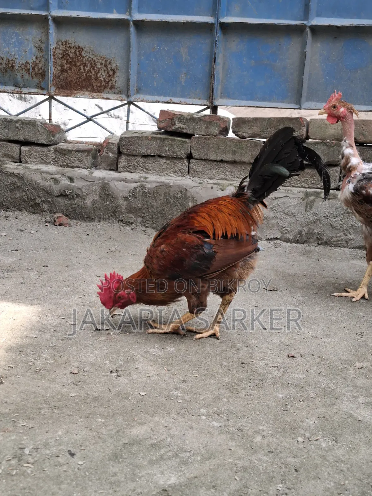 পাহাড়ি মোরগ ও মুরগী