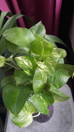 গোল্ডেন পোথোস