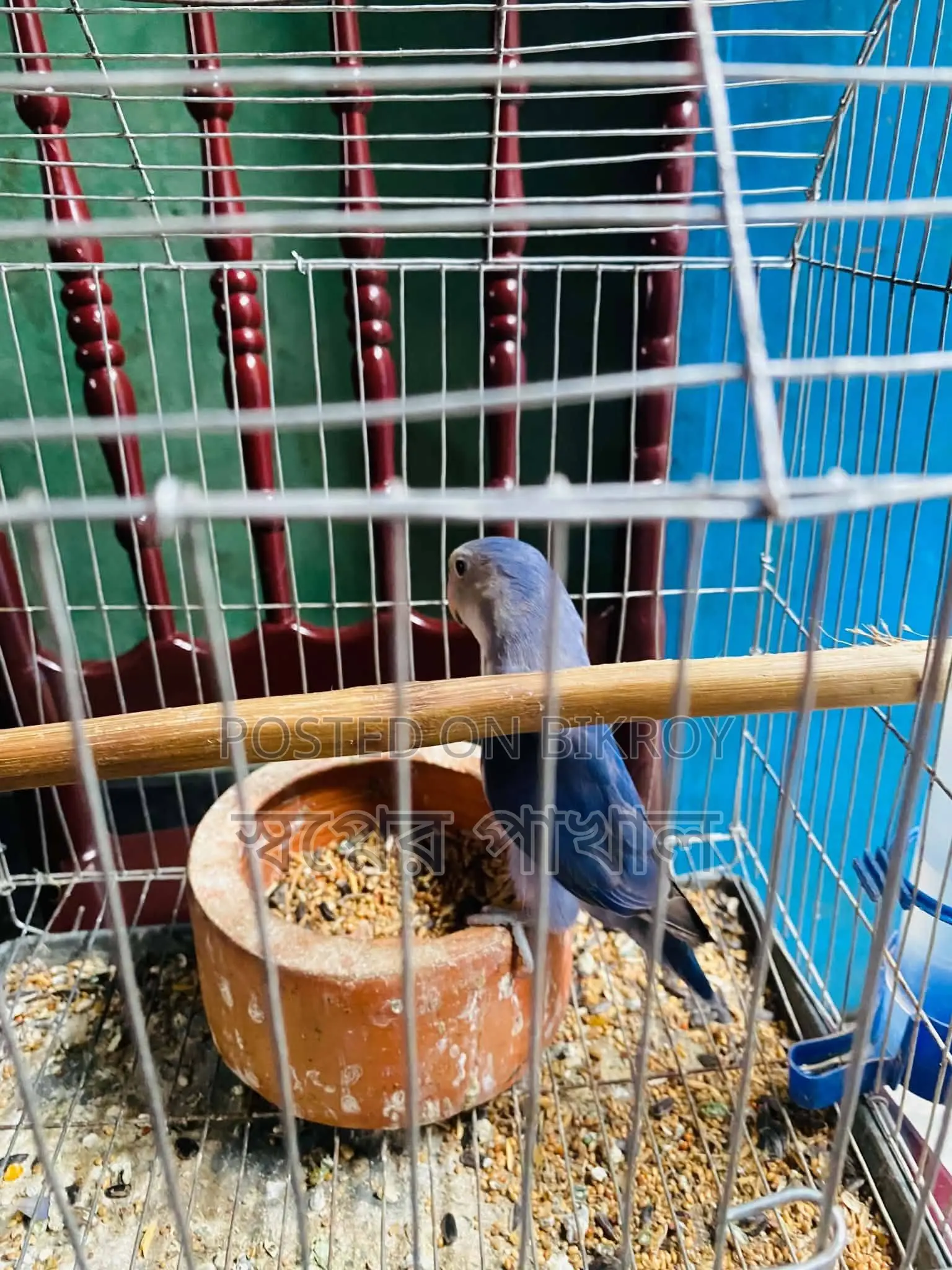 Violet Peace Faced Love Bird