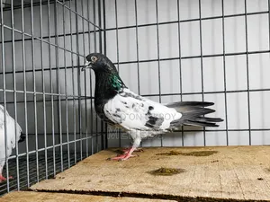 গোল্ডেন কালসিরা কবুতর ১ জোড়া