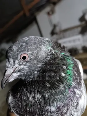গোল্ডেন কালসিরা কবুতর ১ জোড়া