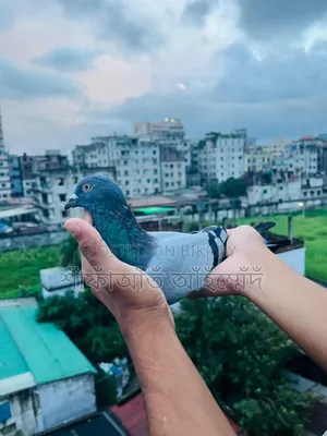 Sobji Pigeon for Sale