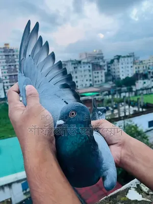 সবজি কবুতর বিক্রি