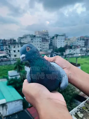 সবজি কবুতর বিক্রি