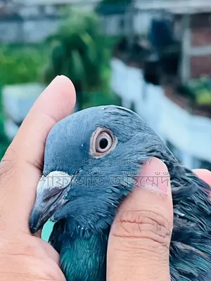 সবজি কবুতর বিক্রি