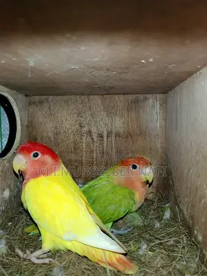 লুটিনো অপালিন লাভবার্ড