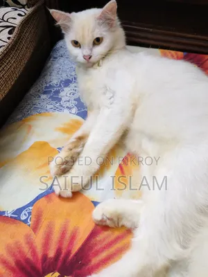 1+ Year Female Mixed Breed Turkish Angora
