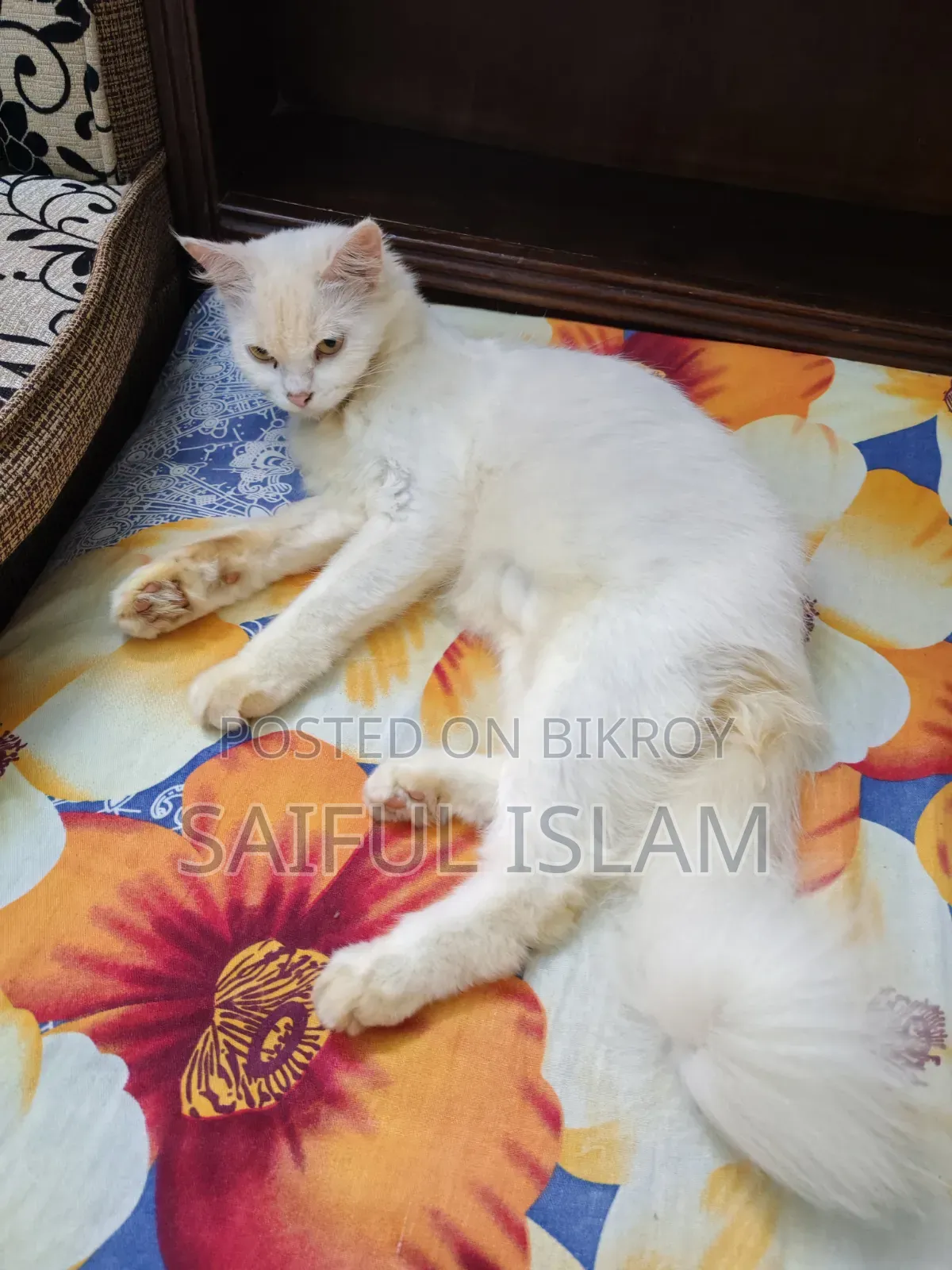 1+ Year Female Mixed Breed Turkish Angora