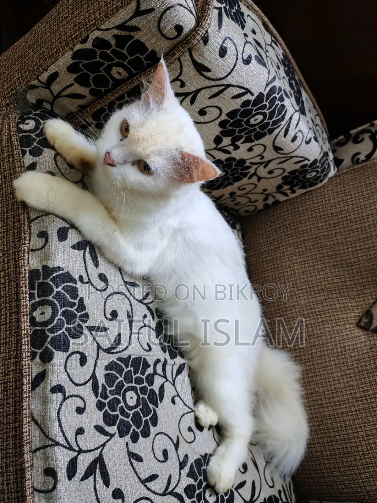 1+ Year Female Mixed Breed Turkish Angora