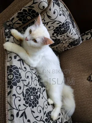 1+ Year Female Mixed Breed Turkish Angora