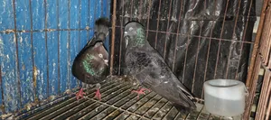 Pigeons for sale