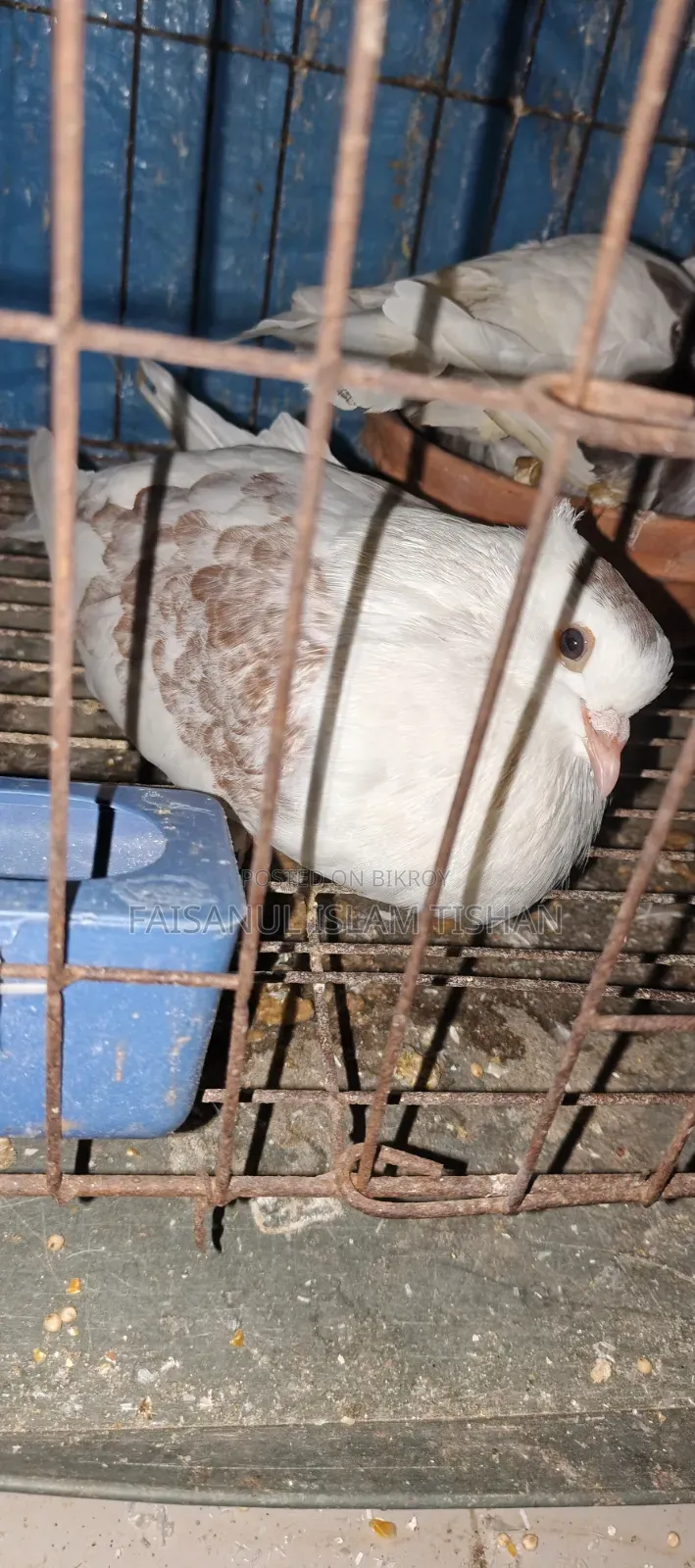 Pigeons for sale