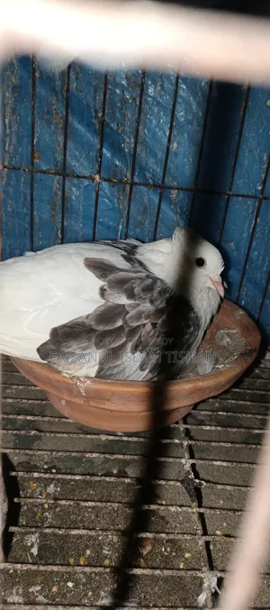 Pigeons for sale