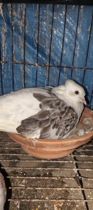 Pigeons for sale