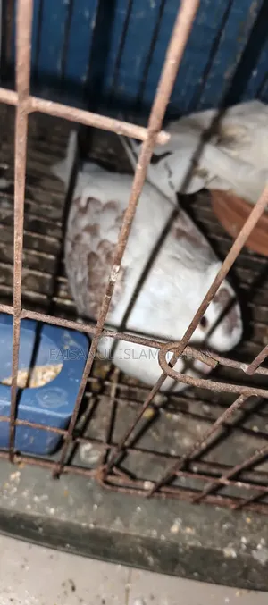 Pigeons for sale