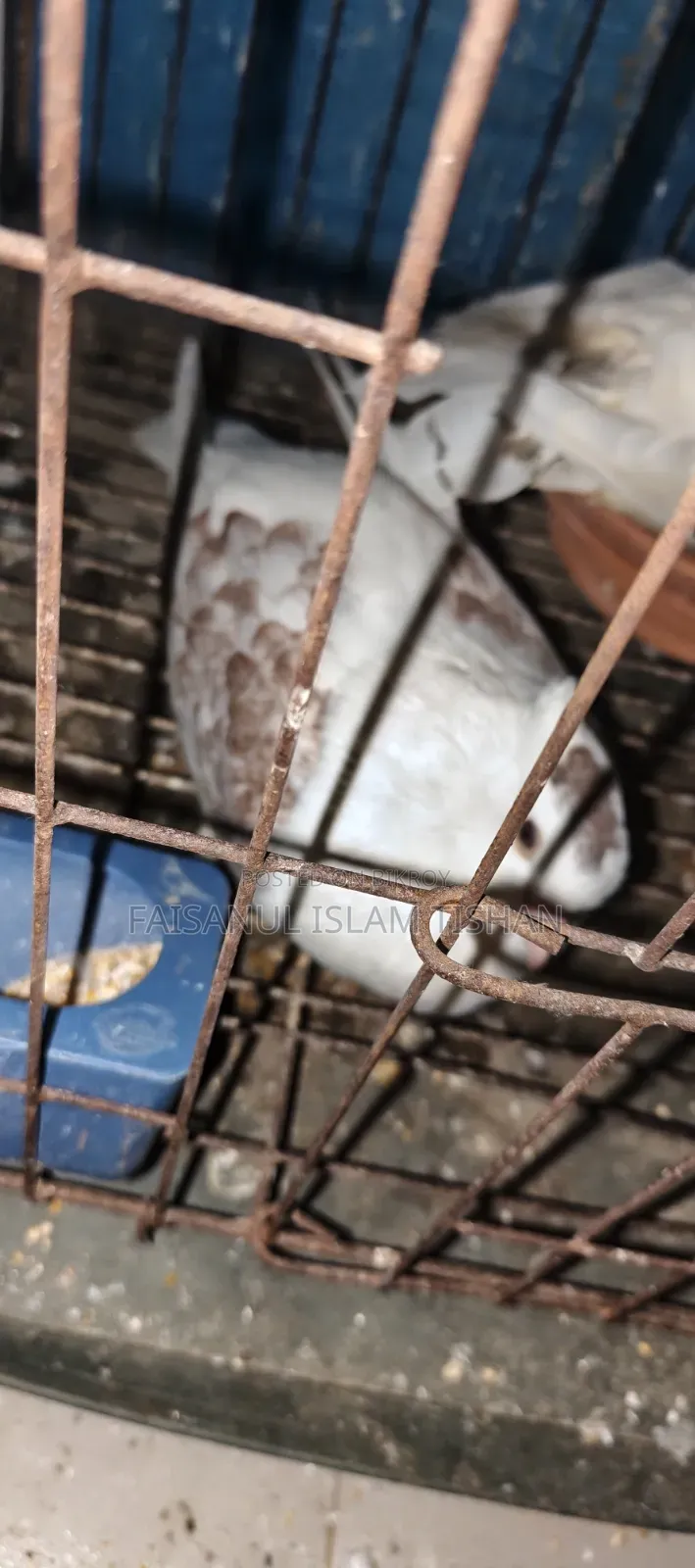 Pigeons for sale