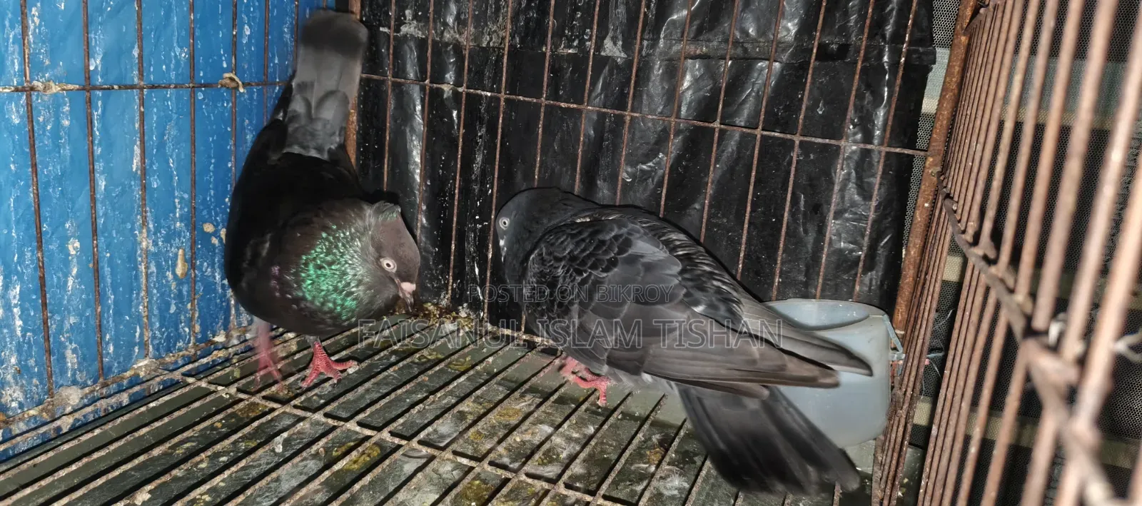 Pigeons for sale