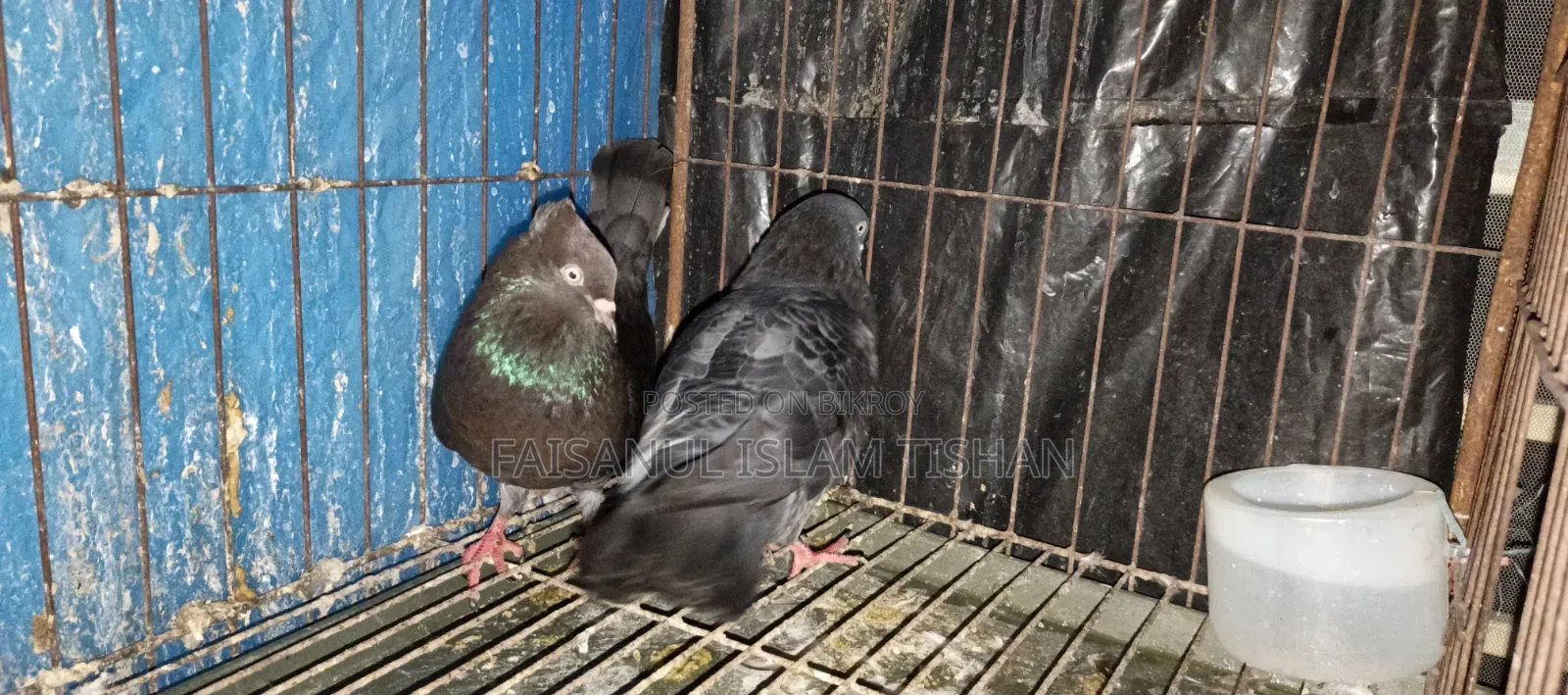 Pigeons for sale