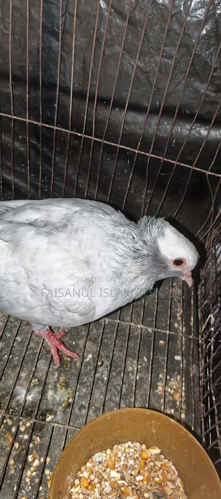 Pigeons for sale