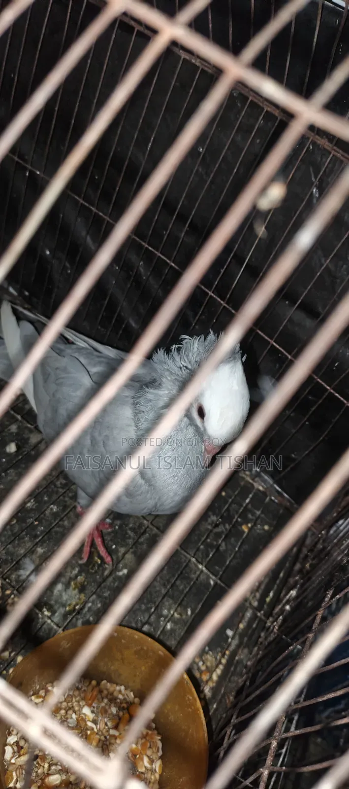 Pigeons for sale