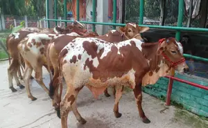 1485 No. 5 bull calves for sale, good breed.