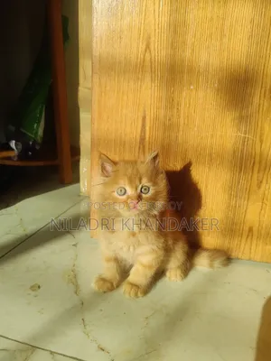 1-3 Months Male Purebred Persian