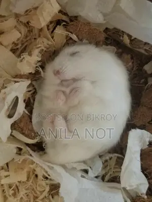 Winter White Hamsters for Sale