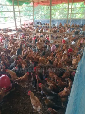 সোনালী ক্লাসিক মুরগি