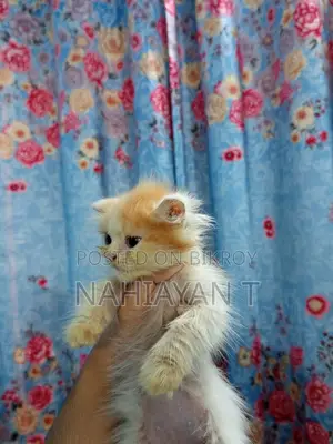 1-3 Months Female Purebred Persian Cat